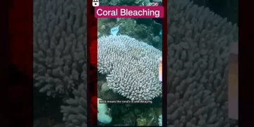 Coral Bleaching - Global Warming #corals #climatechange #shorts