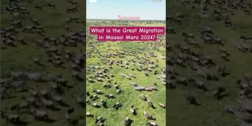 Great Migration - Masai Mara #tanzania #viral #shorts