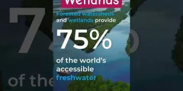 Wetlands - Fresh Water Sources #wetlands #freshwater #viral #shorts