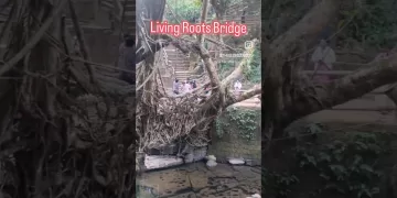 Living Roots Bridge #meghalaya #livingrootbridge #shorts