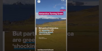 Antarctica Turning Green #climatechange #antarctica #shorts