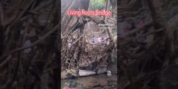 Living Roots Bridge #mawlynnong #livingrootbridge #virslshorts #shorts