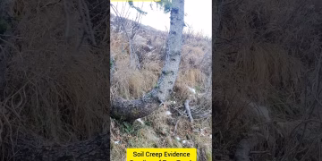Soil Creep- Bending of Trunk on Slope- geoecologist #shorts