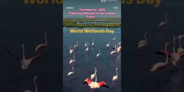 World Wetlands Day 2025 - Protecting Wetlands for our common future #worldwetlandsday #shorts
