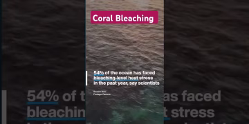 Fourth Global Coral Bleaching Event #climatechange #shorts