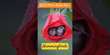Hummingbird #birds #viralvideo #shorts