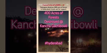Kancha Gachibowli Forest Destroyed #telangana #hyderabad #gachibowli #viralshorts #shorts
