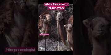 Sand Dunes & Camel Safari at Nubra Valley - Ladakh #shorts