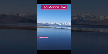 Tso Moriri Lake- Bird watching- Ladakh #shorts