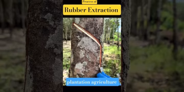 how rubber is extracted #rubberplantation #rubbertreeplant #viralvideo #shorts