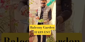 Growing organic lemon in my balcony #balconygarden #organicgardening #thegeoecologist #shorts