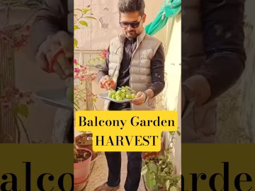 Growing organic lemon in my balcony #balconygarden #organicgardening #thegeoecologist #shorts