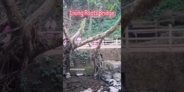 Living Root Bridge - Meghalaya #livingrootbridges #viral #shorts