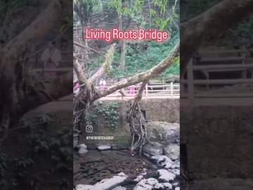 Living Root Bridge - Meghalaya #livingrootbridges #viral #shorts