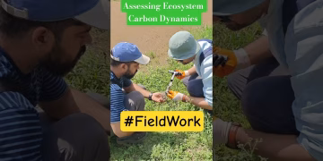 Ecosystem Carbon Dynamics #thegeoecologist #climatechange #shorts