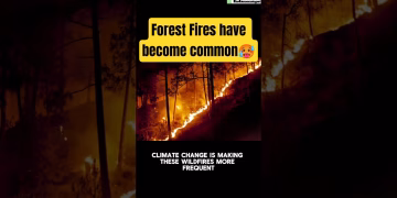Forest fires in india have become common #climatechange #forestfires #viralshorts #shorts