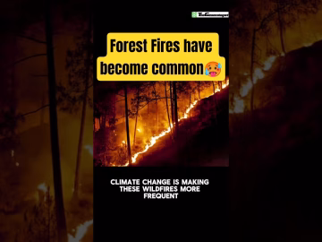 Forest fires in india have become common #climatechange #forestfires #viralshorts #shorts