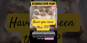Rose of Jericho-Resurrection Plant #viralvideo #viralshorts  #shorts