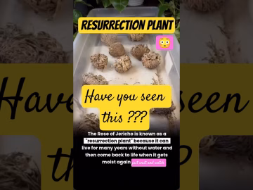 Rose of Jericho-Resurrection Plant #viralvideo #viralshorts  #shorts