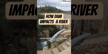 How dam Impacts a river #dam #river #thegeoecologist #shorts