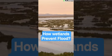 How wetlands prevent floods #wetlands #thegeoecologist #shorts