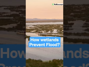How wetlands prevent floods #wetlands #thegeoecologist #shorts