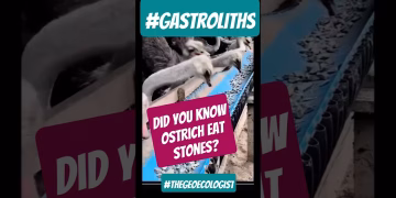 Ostrich Eat Stones- Gastroliths #ostrich #stones #gastronomia #shorts