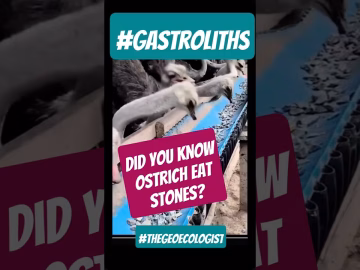 Ostrich Eat Stones- Gastroliths #ostrich #stones #gastronomia #shorts